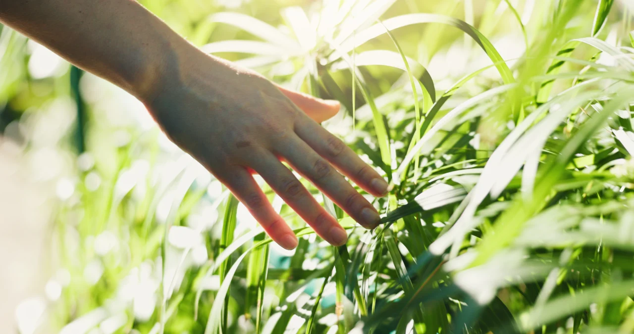Close-up of a hand brushing through tall green grass in bright sunlight outside.